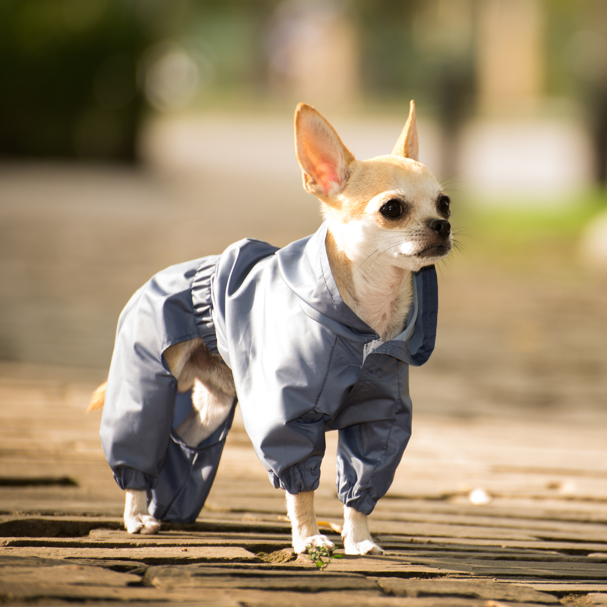 Hundkläder