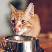 Kattmat och kattens näringsbehov