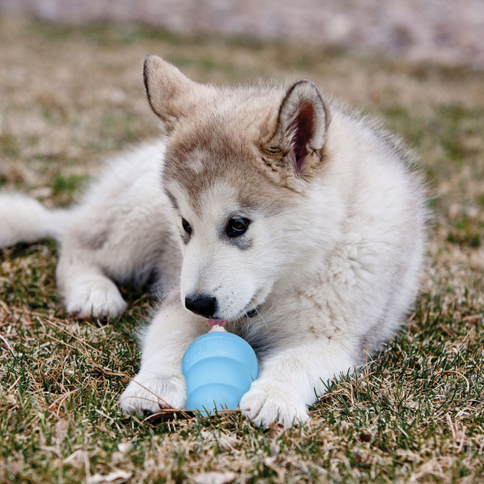 Kong Puppy