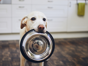 Hundkost och närinsbehov